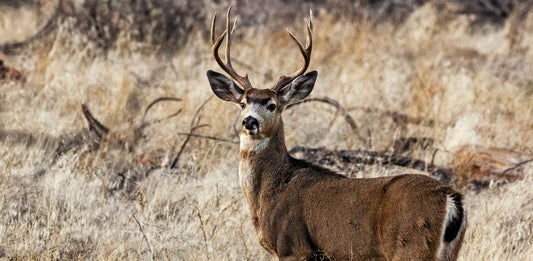How to Hunt Mule Deer Like a Pro: Complete Guide