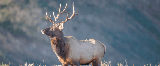 How Do You Choose the Best State for Your Next Elk Hunt