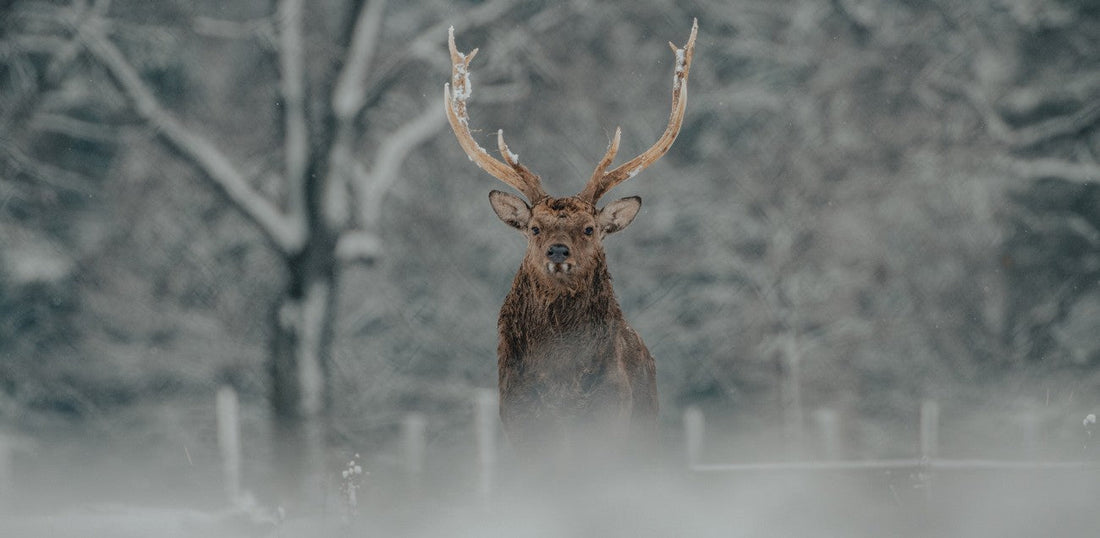 How Weather Affects Your Hunting Success