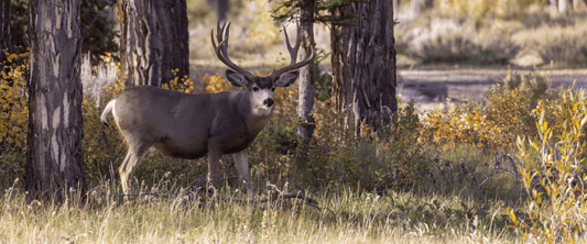 What Are the Best States for Hunting Mule Deer in the West