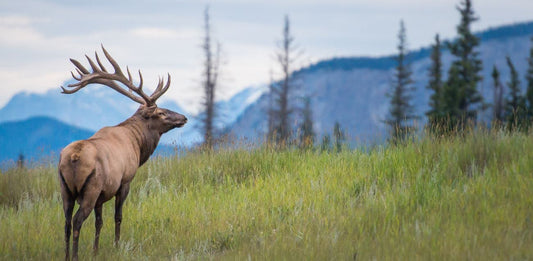 What Are the Most Effective Elk Hunting Strategies?