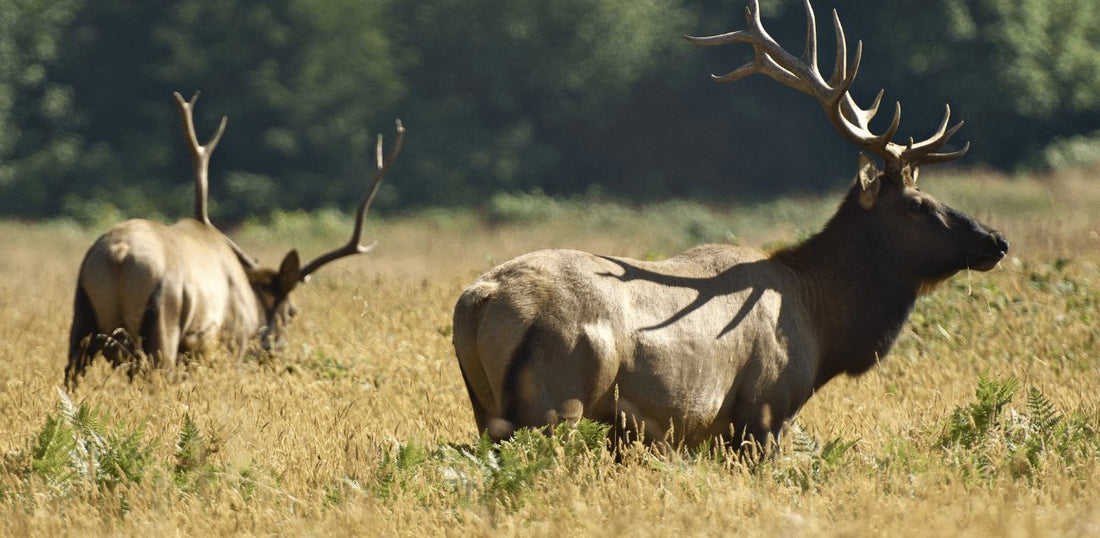 What is an Elk Hunting Workout Plan