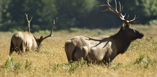 What is an Elk Hunting Workout Plan