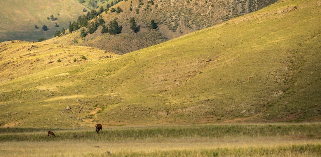 When Does the Elk Hunting Wyoming Season Start — and How Should You Prepare?