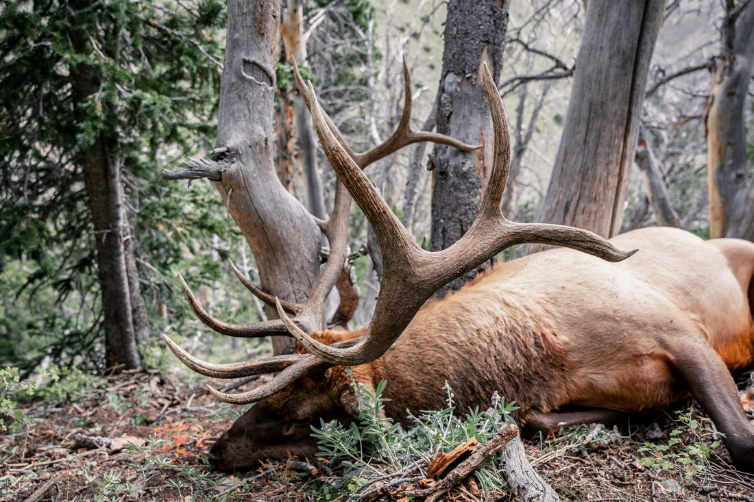 Wyoming Elk Hunting in 2026